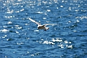Lago di Como_051